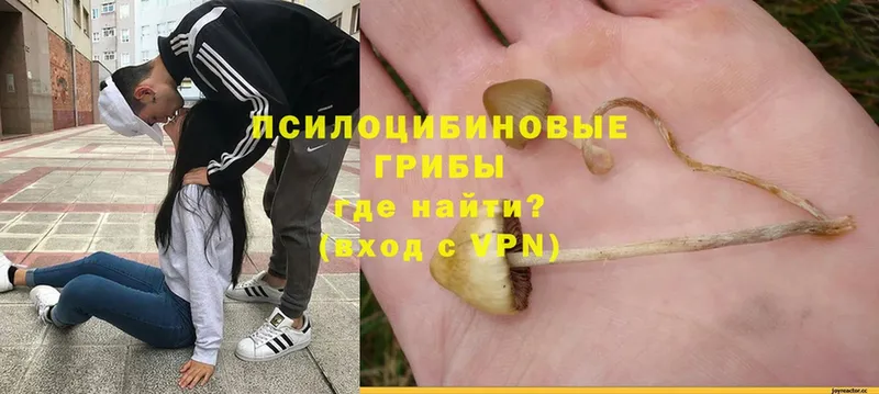 дарк нет официальный сайт  Стерлитамак  Галлюциногенные грибы Psilocybe 